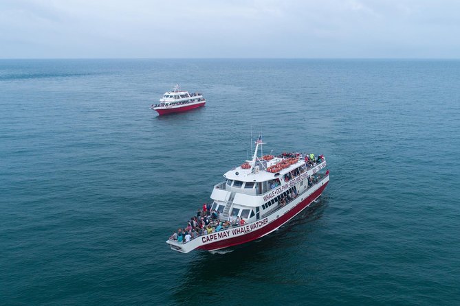 Dolphin Watching around Cape May - Delaware Bay sunset views: timing, light, and why it’s worth it