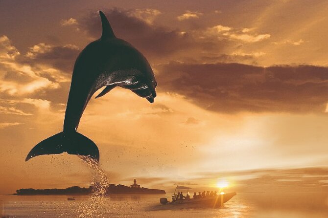 Dolphin Watching at Dawn in Alcúdia - Key things to know before you go