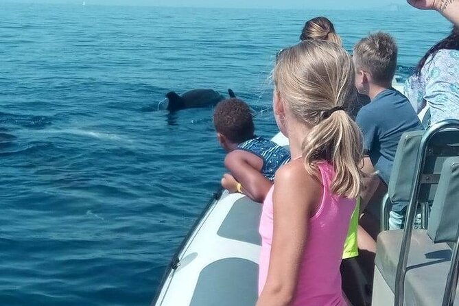 Dolphin Watching at Dawn in Alcúdia - Port d’Alcúdia at first light: why this timing matters