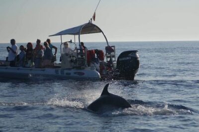 Dolphin Watching at Dawn in Alcúdia - Cape Formentor UNESCO cliffs: the “why we sail” part
