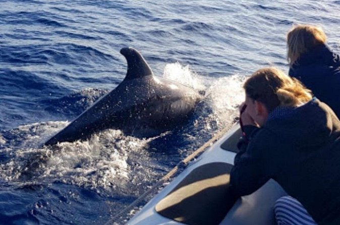 Dolphin Watching at Dawn in Alcúdia - Price and value: what $102.84 buys you at sunrise