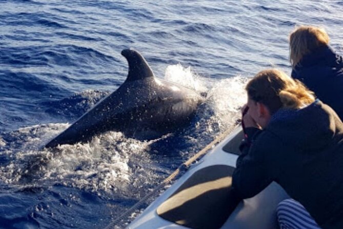 Dolphin Watching at Dawn in Alcúdia - Who should book this dolphin tour (and who might not)