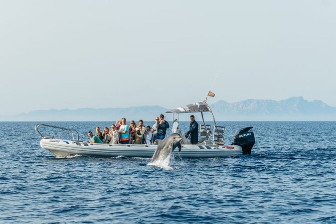 Dolphin Watching at Dawn in Alcúdia - Getting the best from your dawn cruise: practical tips