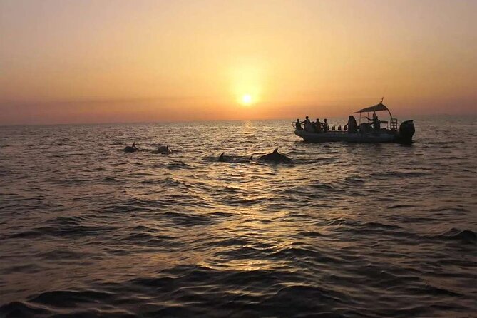 Dolphin Watching at Dawn in Alcúdia - Should you book Alcúdia Sea Explorer at dawn?