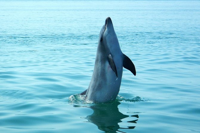 Dolphin Watching at the Arrabida (Lisbon region) - Price and value: what $60.07 actually buys you