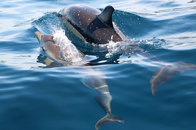 Dolphin Watching at the Arrabida (Lisbon region) - The Arrábida Mountain views from the water: the bonus that feels earned