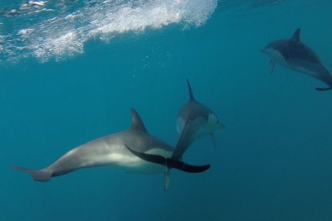 Dolphin Watching at the Arrabida (Lisbon region) - Who this dolphin cruise is best for (and who should think twice)