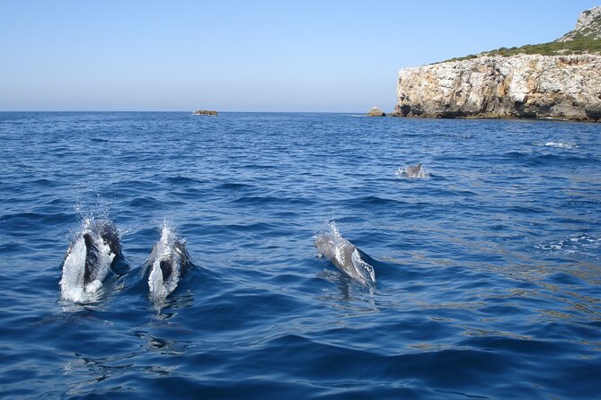 Dolphin Watching at the Arrabida (Lisbon region) - Tips to get the most out of your Arrábida dolphin watch