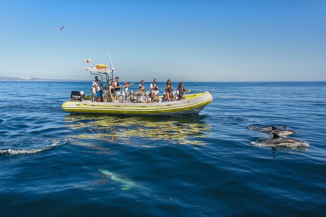 Dolphin Watching at the Arrabida (Lisbon region) - Should you book Dolphin Watching at the Arrábida?
