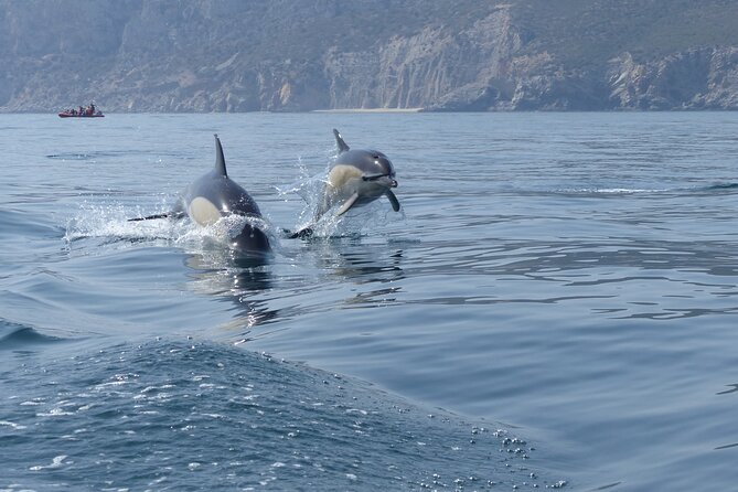 Dolphin Watching at the Arrabida (Lisbon region) - On the boat near Parque Natural da Arrábida: how the dolphin hunt typically works