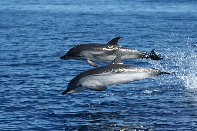 Dolphin Watching Boat Excursion to Figarolo Island from Olbia - Key points before you go