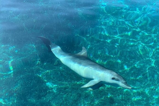 Dolphin Watching Boat Excursion to Figarolo Island from Olbia - Capo Figari: love cave views, cliffs, and sea birds