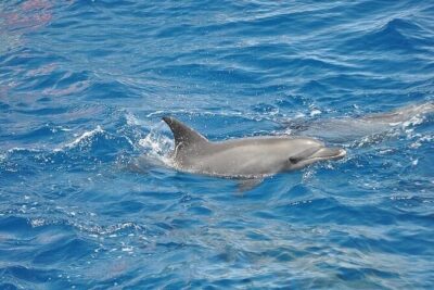 Dolphin Watching Boat Excursion to Figarolo Island from Olbia - Your realistic dolphin plan: fishery zone first, open water possible
