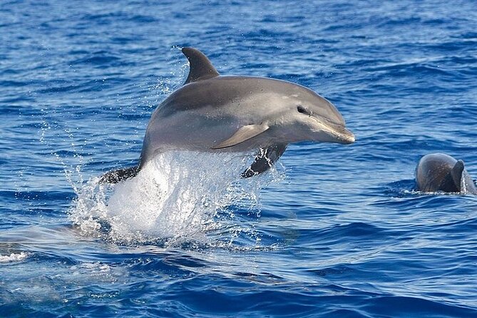 Dolphin Watching Boat Excursion to Figarolo Island from Olbia - Cala Moresca swim stop: turquoise water and easy snorkel moments