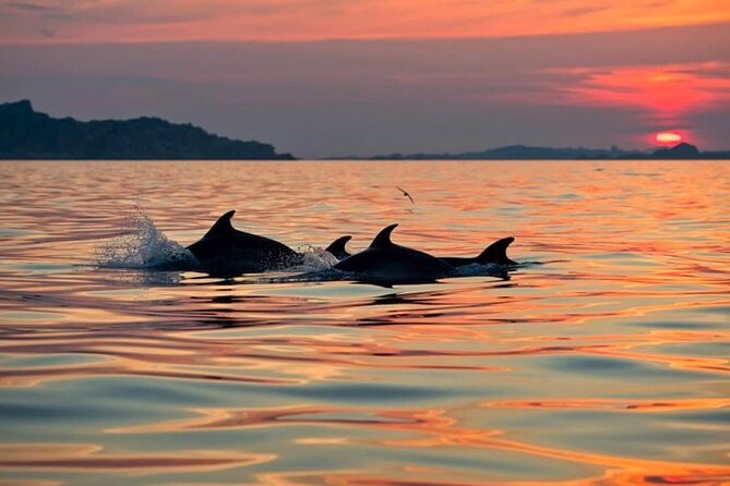 Dolphin Watching Boat Excursion to Figarolo Island from Olbia - Figarolo island: the second long water break