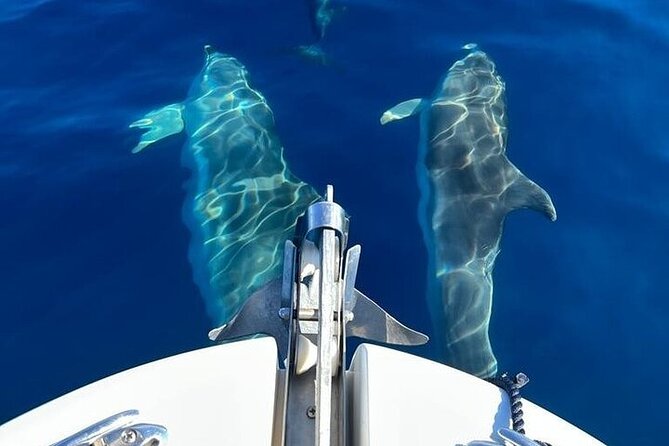 Dolphin Watching Boat Excursion to Figarolo Island from Olbia - Spiaggia Bianca (White Beach): the photo stop that feels like a reward
