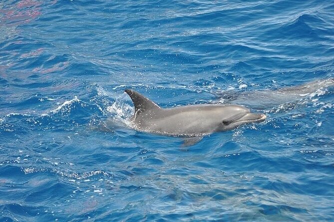 Dolphin Watching Boat Excursion to Figarolo Island from Olbia - Your realistic dolphin plan: fishery zone first, open water possible