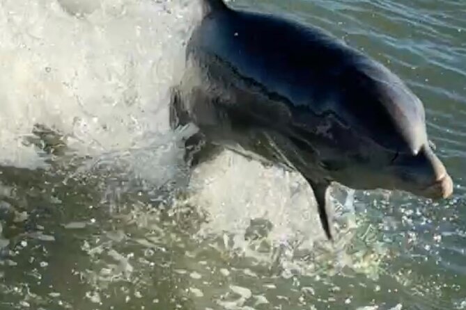 Dolphin Watching boat tour around Anna Maria Island - Key things that make this dolphin tour worth your time