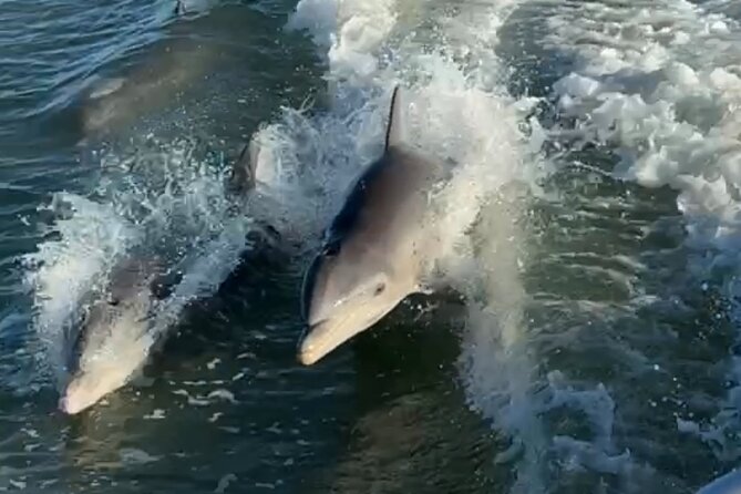 Dolphin Watching boat tour around Anna Maria Island - Private 2-hour dolphin watching on Anna Maria Island (and why it feels different)