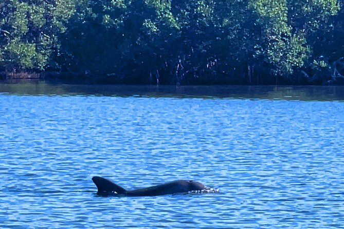 Dolphin Watching boat tour around Anna Maria Island - The Jewfish Key sandbar option when you want to get your feet in