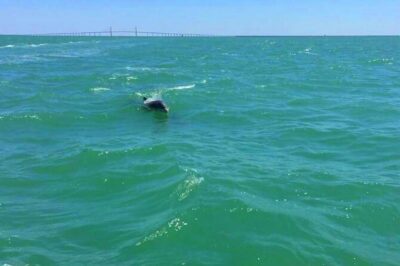 Dolphin Watching boat tour around Anna Maria Island - Route planning: from Cortez to Coquina Beach, with wildlife in mind