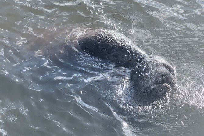 Dolphin Watching boat tour around Anna Maria Island - What you can realistically spot: dolphins plus other marine life