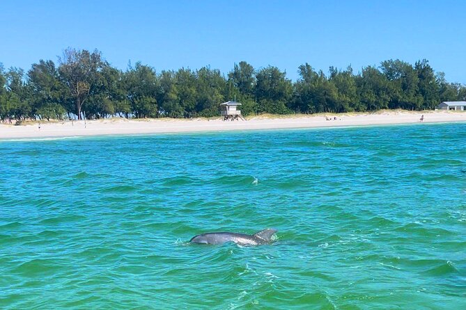Dolphin Watching boat tour around Anna Maria Island - Value check: what $450 for up to 6 really buys you