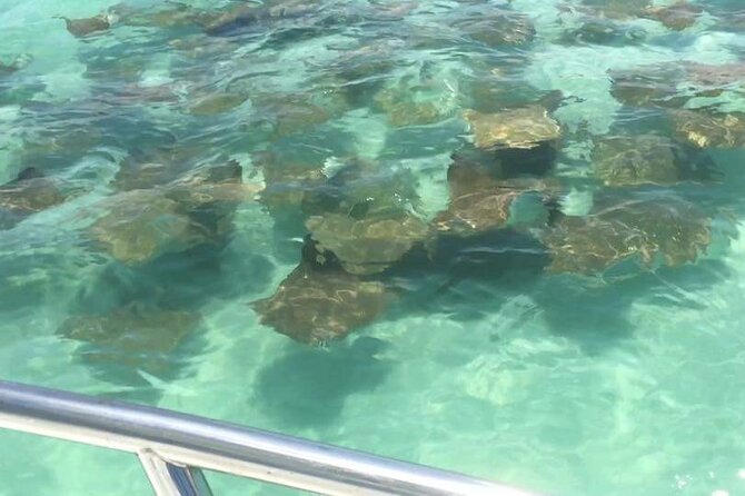 Dolphin Watching boat tour around Anna Maria Island - Who this private dolphin tour is best for