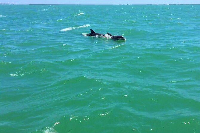 Dolphin Watching boat tour around Anna Maria Island - Small details that make a big difference