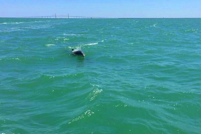 Dolphin Watching boat tour around Anna Maria Island - Route planning: from Cortez to Coquina Beach, with wildlife in mind