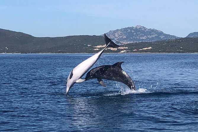 Dolphin Watching Boat Tour from Olbia - Key highlights to know before you go