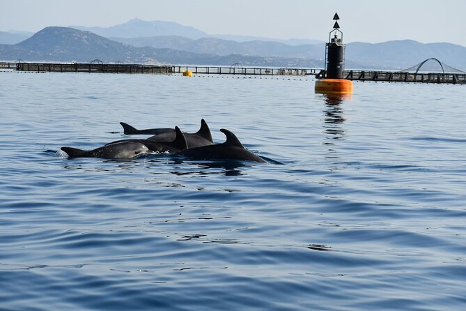 Dolphin Watching Boat Tour from Olbia - Figarolo is the whole point: why this route matters