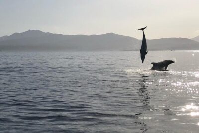Dolphin Watching Boat Tour from Olbia - From Olbia check-in to getting underway