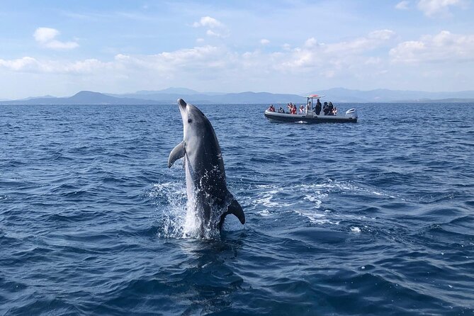 Dolphin Watching Boat Tour from Olbia - Value for money: why $47.06 can be a fair deal