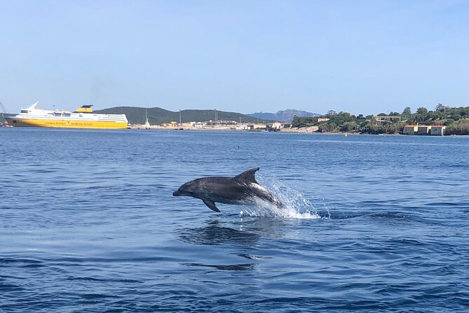Dolphin Watching Boat Tour from Olbia - Weather, seas, and comfort: when the boat trip can be a problem