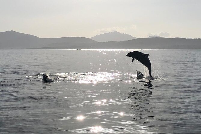 Dolphin Watching Boat Tour from Olbia - Who should book this dolphin boat tour