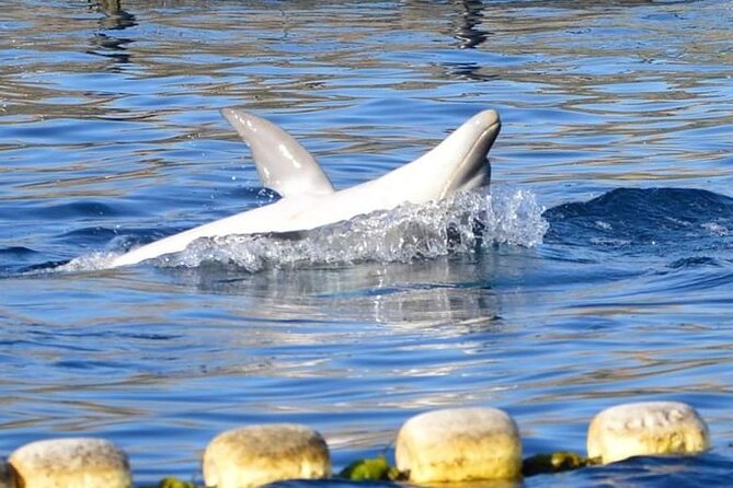 Dolphin Watching Boat Tour from Olbia - Practical tips to get the most from the 2 hours