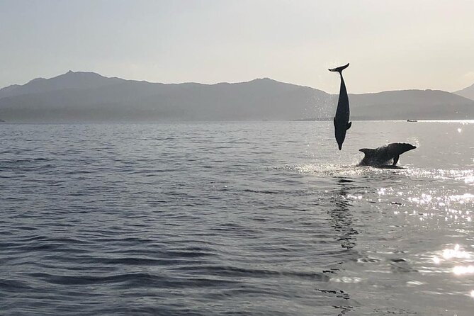 Dolphin Watching Boat Tour from Olbia - From Olbia check-in to getting underway