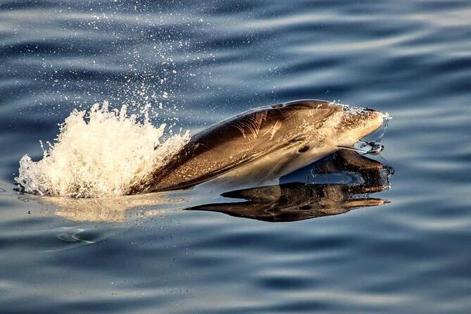 Dolphin watching by boat - Sunrise Dolphins at Cap de Formentor