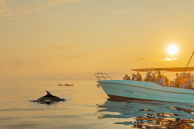 Dolphin watching by boat - What Dolphin Watching Looks Like on the Water