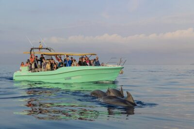 Dolphin watching by boat - Alcúdia Meeting Point: Arrive Early for Dawn