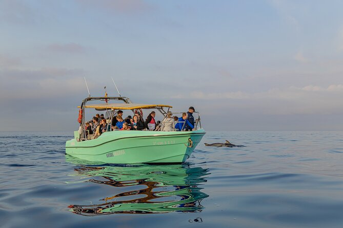 Dolphin watching by boat - The Crew, Commentary, and Watching Without Rushing