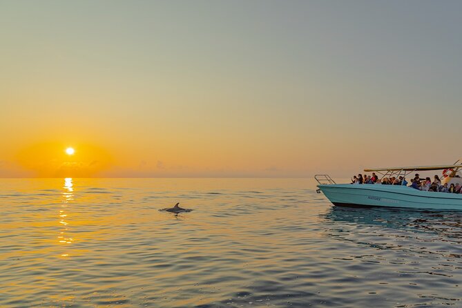 Dolphin watching by boat - Who This Mallorca Boat Trip Fits Best