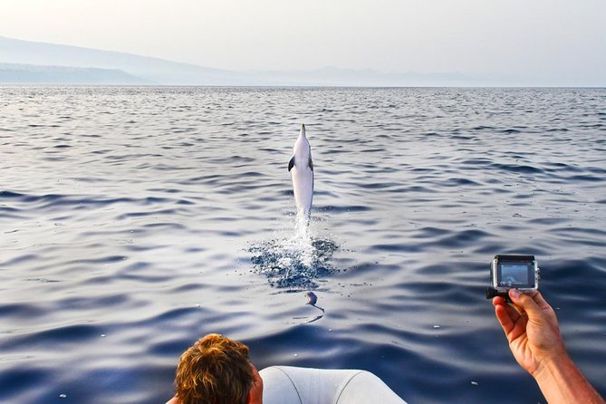 Dolphin Watching & Conservation - Dolphins in the Gulf of Catania - Why the Gulf of Catania works for a real wildlife trip