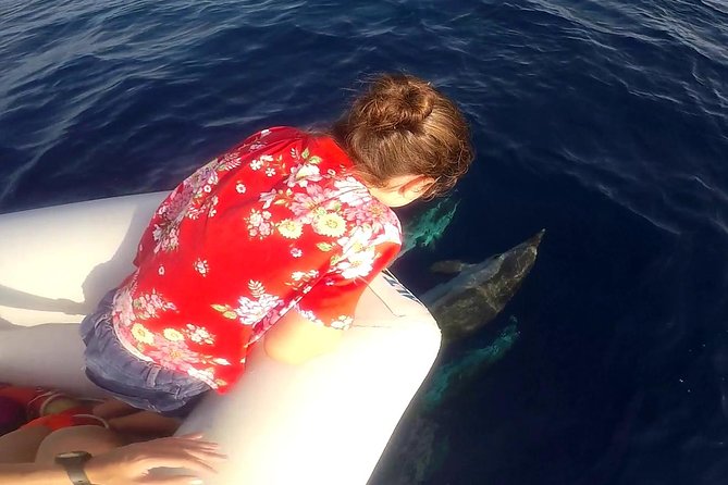 Dolphin Watching & Conservation - Dolphins in the Gulf of Catania - Your day on the water: scanning for dolphins, then moving at the right speed