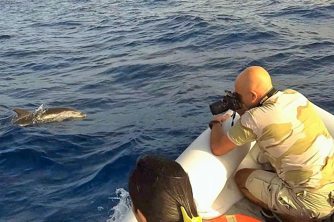 Dolphin Watching & Conservation - Dolphins in the Gulf of Catania - The dolphin moment: what “good conduct” feels like