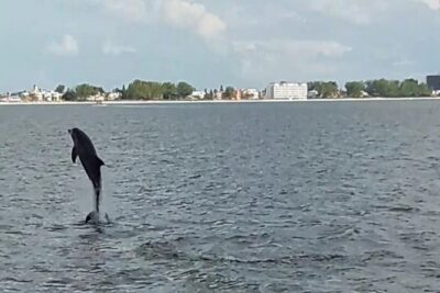 Dolphin Watching/Eco Cruise, John's Pass, Madeira Bch, FL - Price and value: why $31.03 feels fair