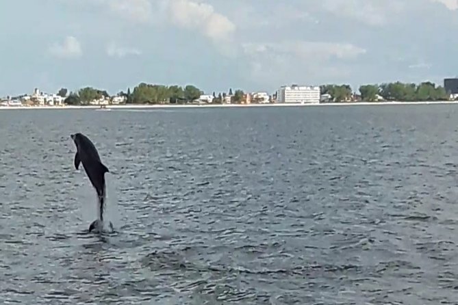 Dolphin Watching/Eco Cruise, John's Pass, Madeira Bch, FL - Price and value: why $31.03 feels fair
