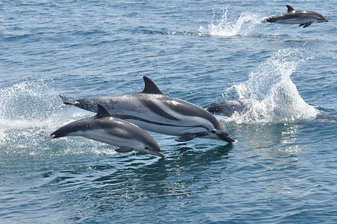 Dolphin Watching Excursion in Gibraltar - On-board marine biologist time: how dolphin watching becomes more than luck