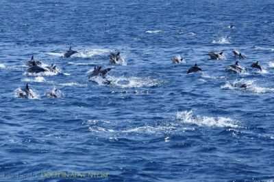 Dolphin Watching Excursion in Gibraltar - The Rock of Gibraltar views: sightseeing that doesn’t steal your dolphin time